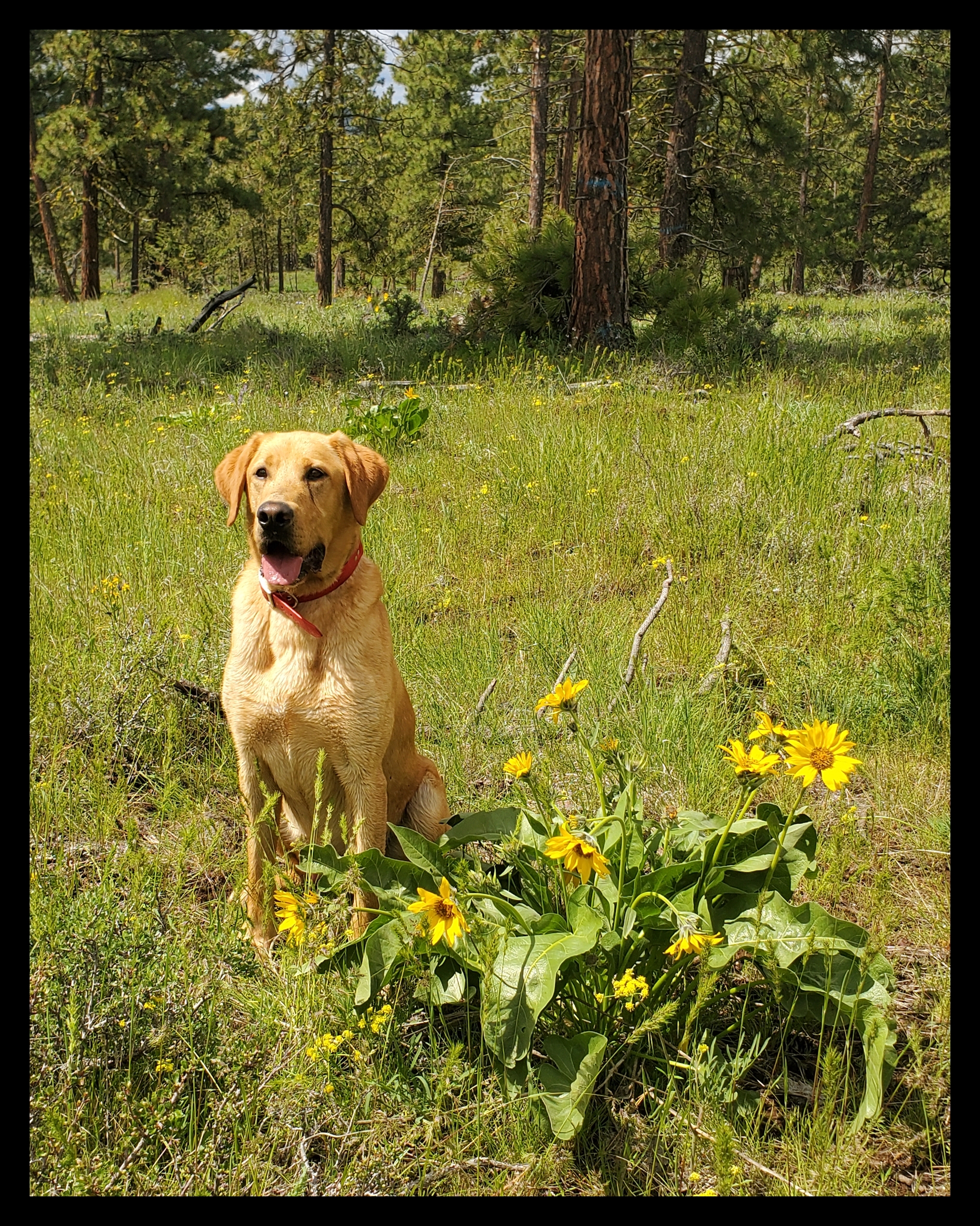 Strait, a  Lab Male