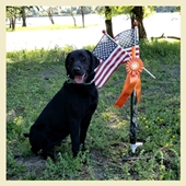 Edge, a SkyRiver Golden Retriever