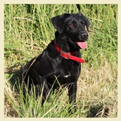 Rudy, a SkyRiver Labrador