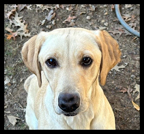 Happy, a SkyRiver Lab