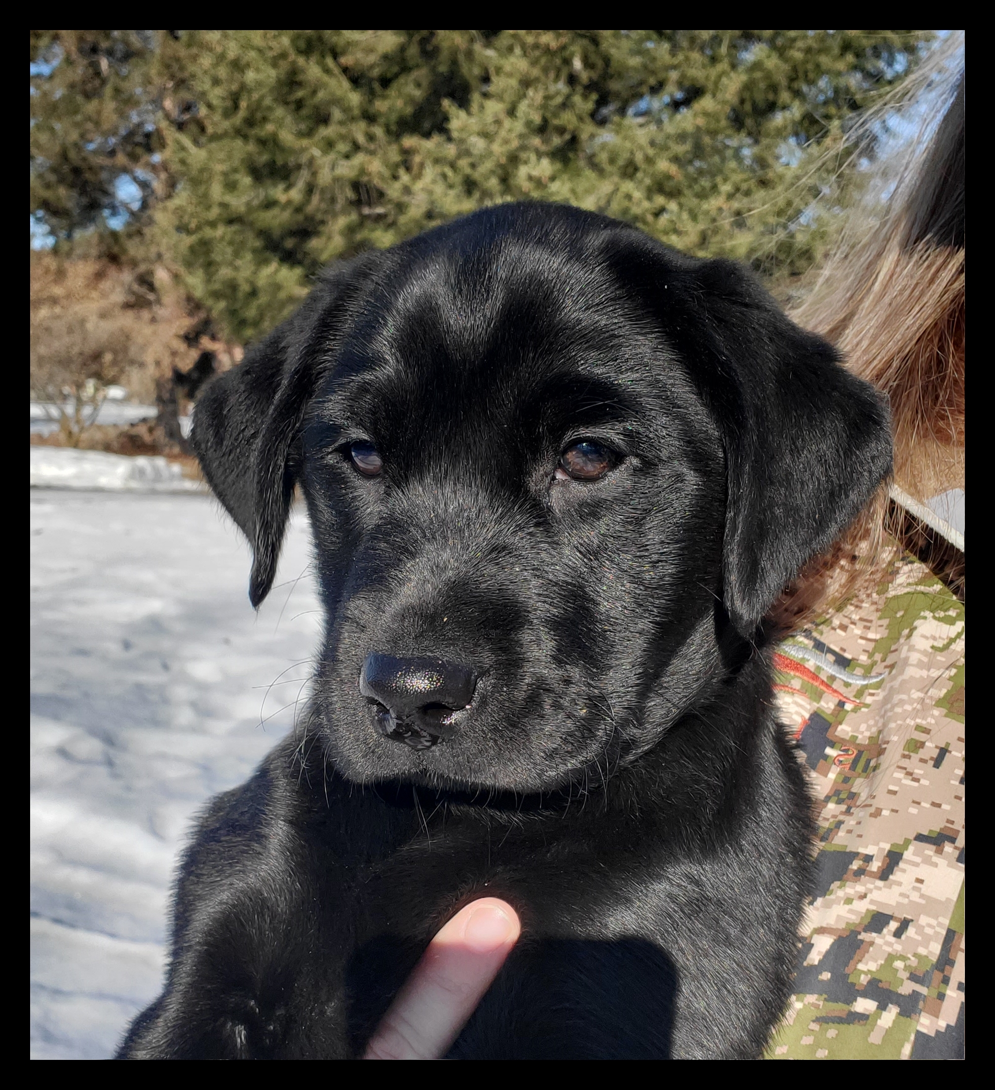 Jelly, a Stryker Ridge female 