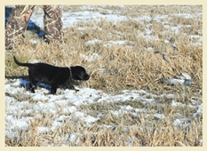 Party, a SkyRiver Labrador Retriever