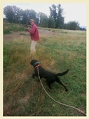 Party, a SkyRiver Labrador Retriever