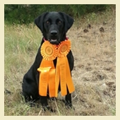 Party, a SkyRiver Labrador Retriever