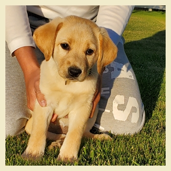 Field Bred Labradors Retriever Puppies and Training
