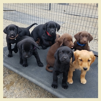 Field Bred Golden Retriever Puppies and Training